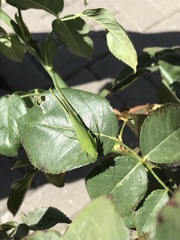 Phaneroptera nana