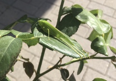 Phaneroptera nana