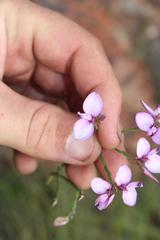 Polygala microlopha microlopha