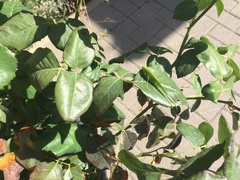 Phaneroptera nana