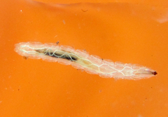 Periscelididae
