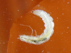 Periscelididae