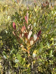 Salix kochiana