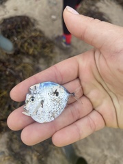 Selene setapinnis