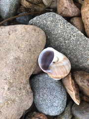 Cryptonatica janthostoma