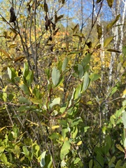 Salix kochiana