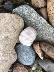 Cryptonatica janthostoma