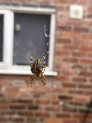Araneus diadematus