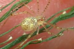 Chrysso lingchuanensis