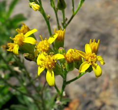 Senecio crenatus