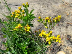 Senecio crenatus