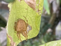 Araneus diadematus