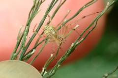 Chrysso lingchuanensis