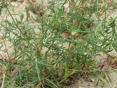 Crupina crupinastrum
