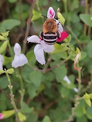 Amegilla quadrifasciata