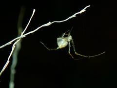 Chrysso lingchuanensis