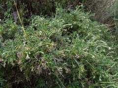 Lithodora hispidula versicolor