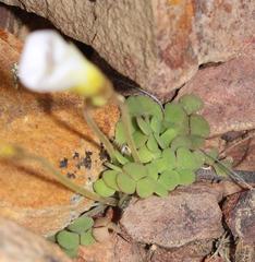 Oxalis fergusonae