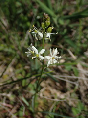 Schoenolirion wrightii