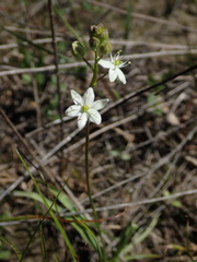 Schoenolirion wrightii