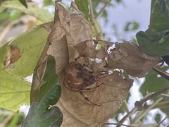 Araneus diadematus