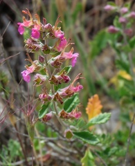 Teucrium divaricatum canescens