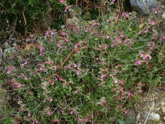 Teucrium divaricatum canescens