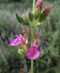 Teucrium divaricatum canescens
