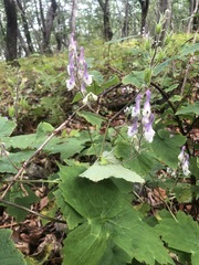 Aconitum alboviolaceum