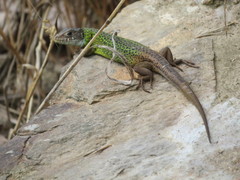 Lacerta schreiberi