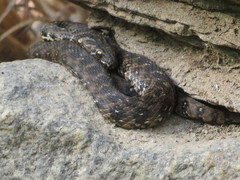 Natrix maura