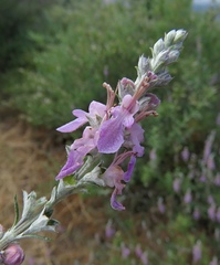 Teucrium creticum