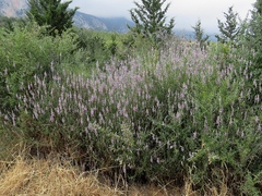 Teucrium creticum