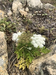 Kitagawia terebinthacea