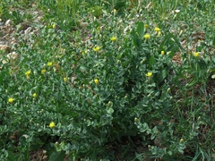 Klasea cerinthifolia