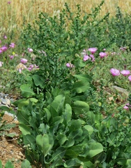 Klasea cerinthifolia