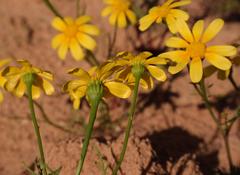 Steirodiscus linearilobus