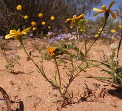 Steirodiscus linearilobus