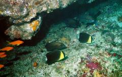 Chaetodon blackburnii