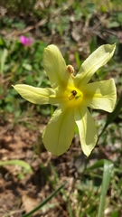 Moraea collina