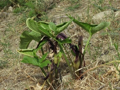Arum sintenisii