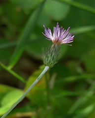 Carduus acicularis