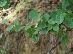 Styrax officinalis