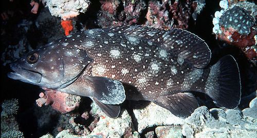 Whitespotted Grouper