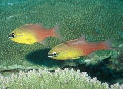 Ostorhinchus apogonoides