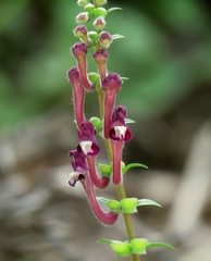 Scutellaria sibthorpii