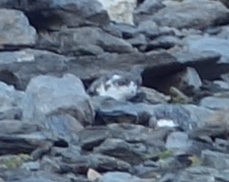 Rock Ptarmigan