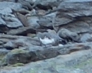 Rock Ptarmigan