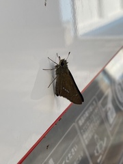Parnara guttata