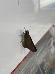 Parnara guttata